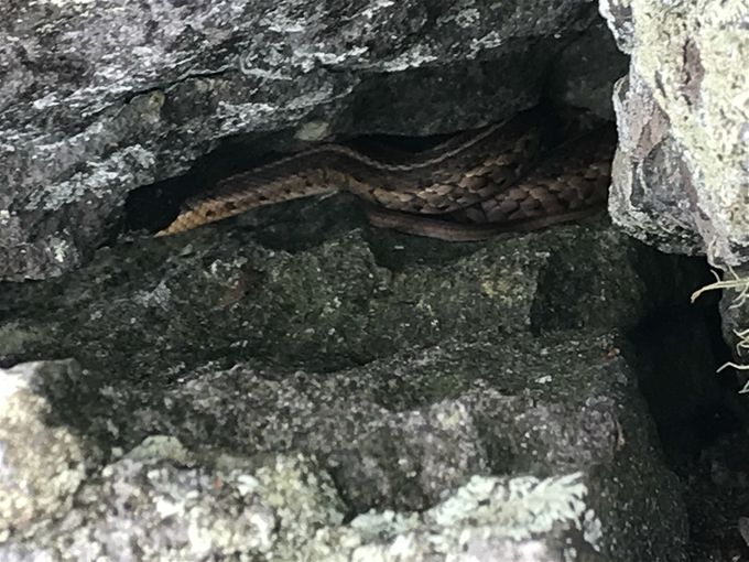 Saw this snake as we were climbing on a rock to take pics.