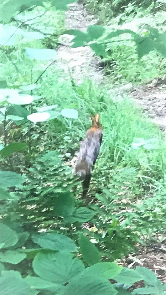 Had this rabbit buzz by us within 1 foot as we had stopped to look at the map. Didnt seem too scared of us.