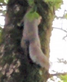 A bit out of focus but this is a squirrel I promised to bring home. Couldn't catch him though!