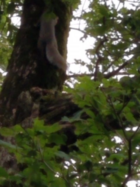 Maybe a better shot of our friend the squirrel.