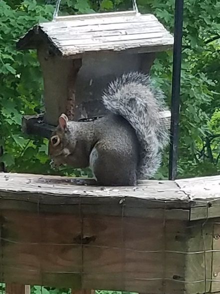 Our buddy the squirrel looks to be eating better than us!
