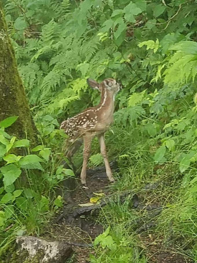 Bambi hiked with us for a while.