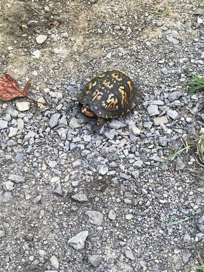 There were times when this turtle was hiking faster than me!