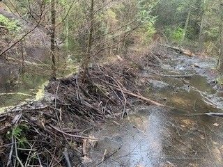 On day 23 we came across a beaver dam the trail crosses....which was more than flooded during the hurricane.....so we had to take a 1 1/2 mile detour around. That day we did 22 1/2 miles.